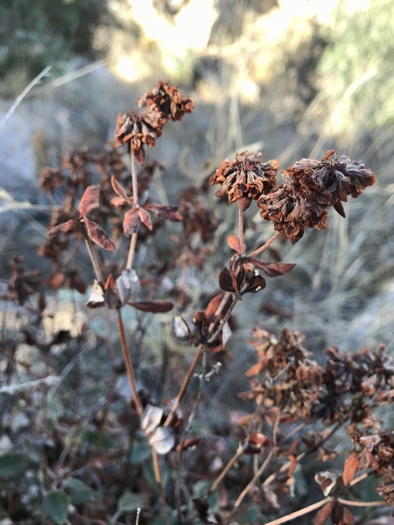 James' Buckwheat photo 8