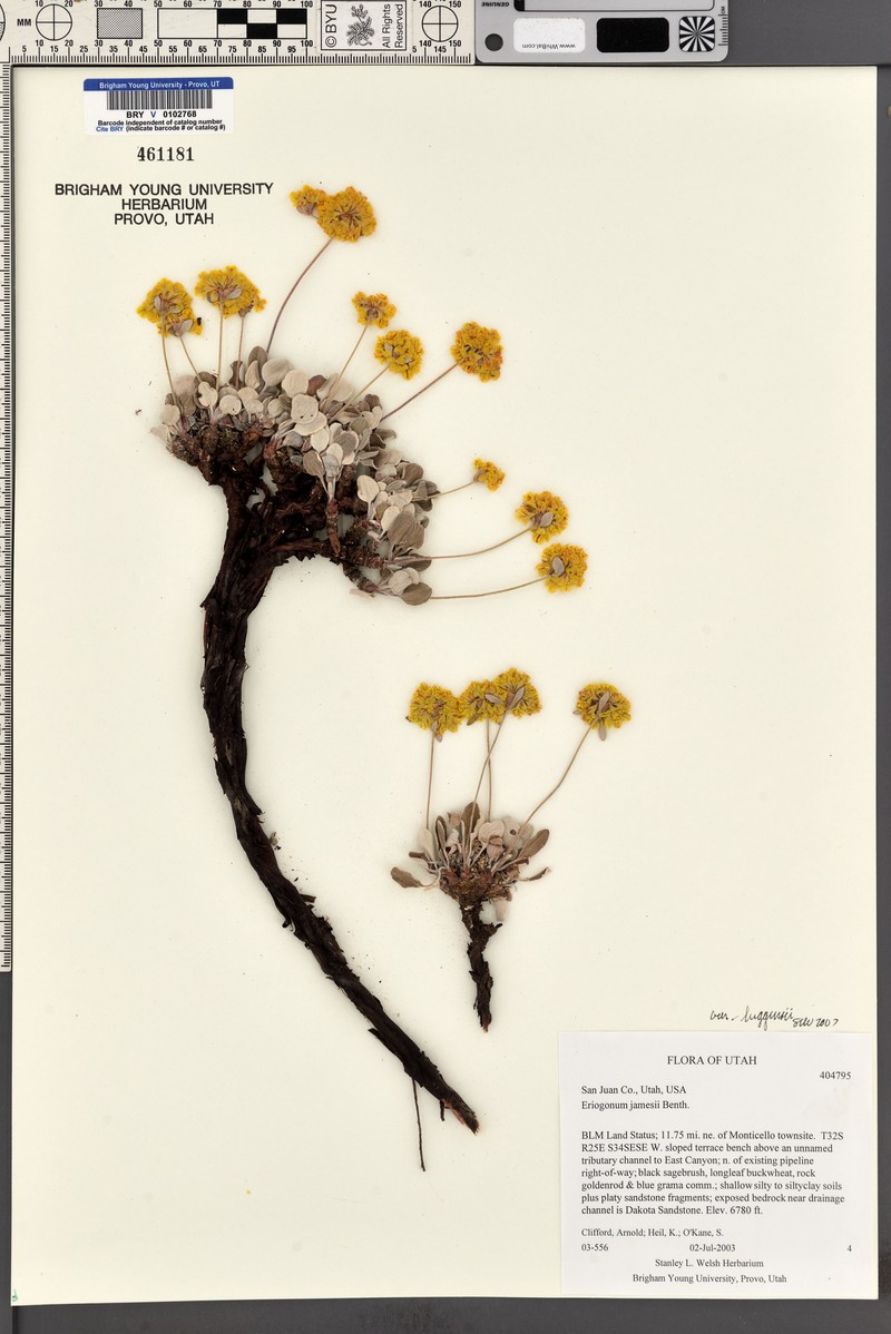 Eriogonum jamesii var. higginsii