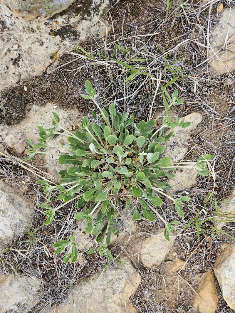 Eriogonum jamesii var. jamesii