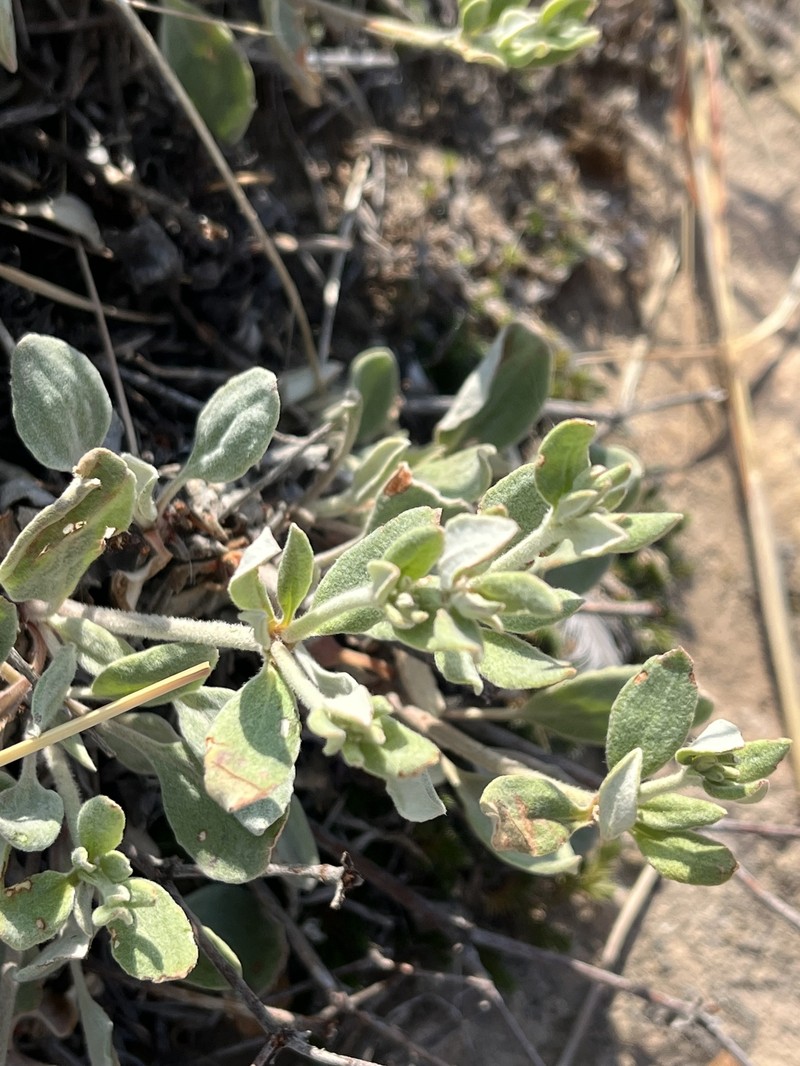 Eriogonum jamesii var. jamesii photo 2