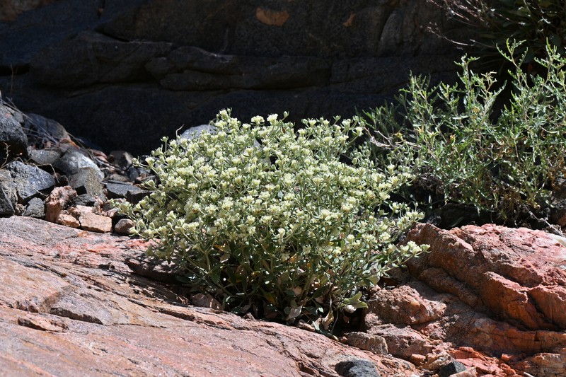Eriogonum jamesii var. jamesii photo 3
