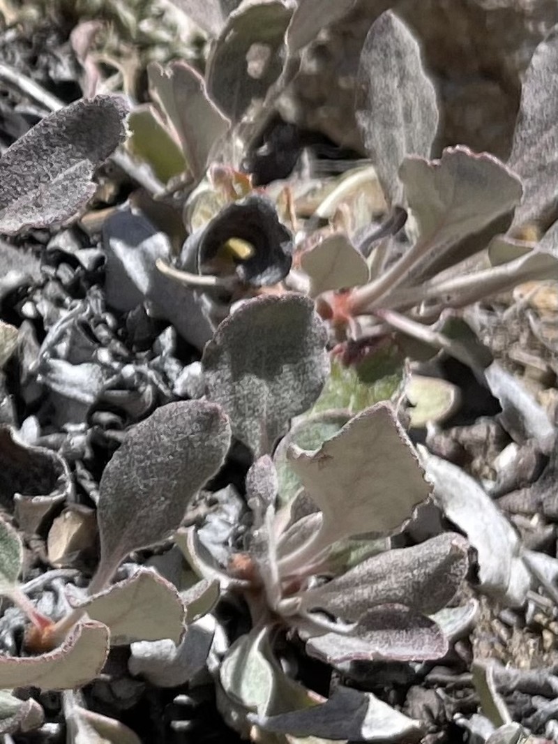 Eriogonum jamesii var. jamesii photo 4