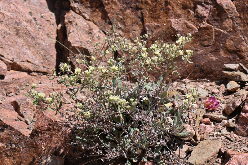 Eriogonum jamesii var. jamesii photo 5
