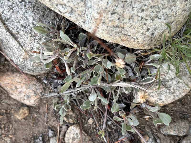 Eriogonum jamesii var. jamesii photo 6
