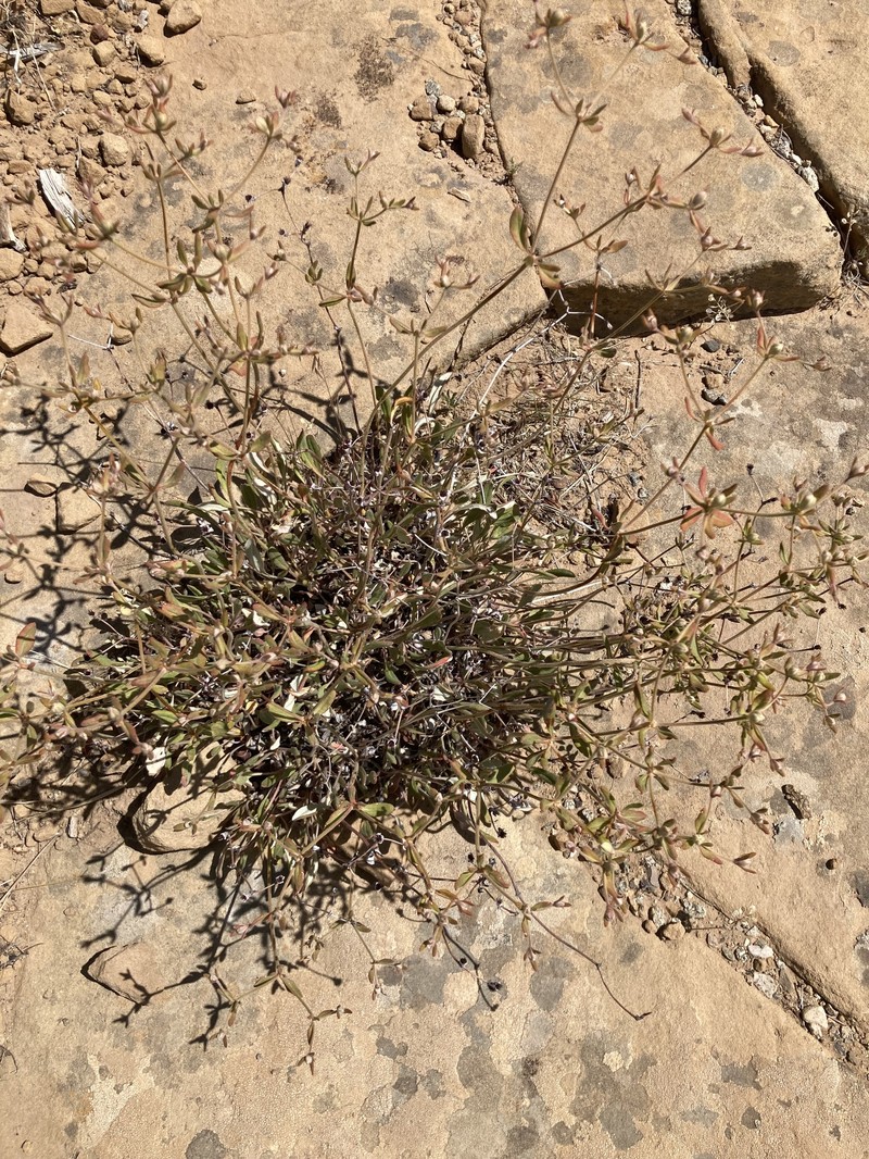 Eriogonum jamesii var. jamesii photo 7