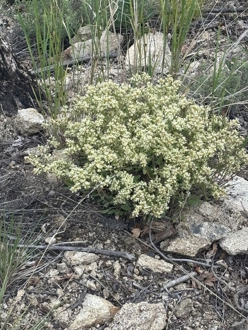 Eriogonum jamesii var. jamesii photo 8
