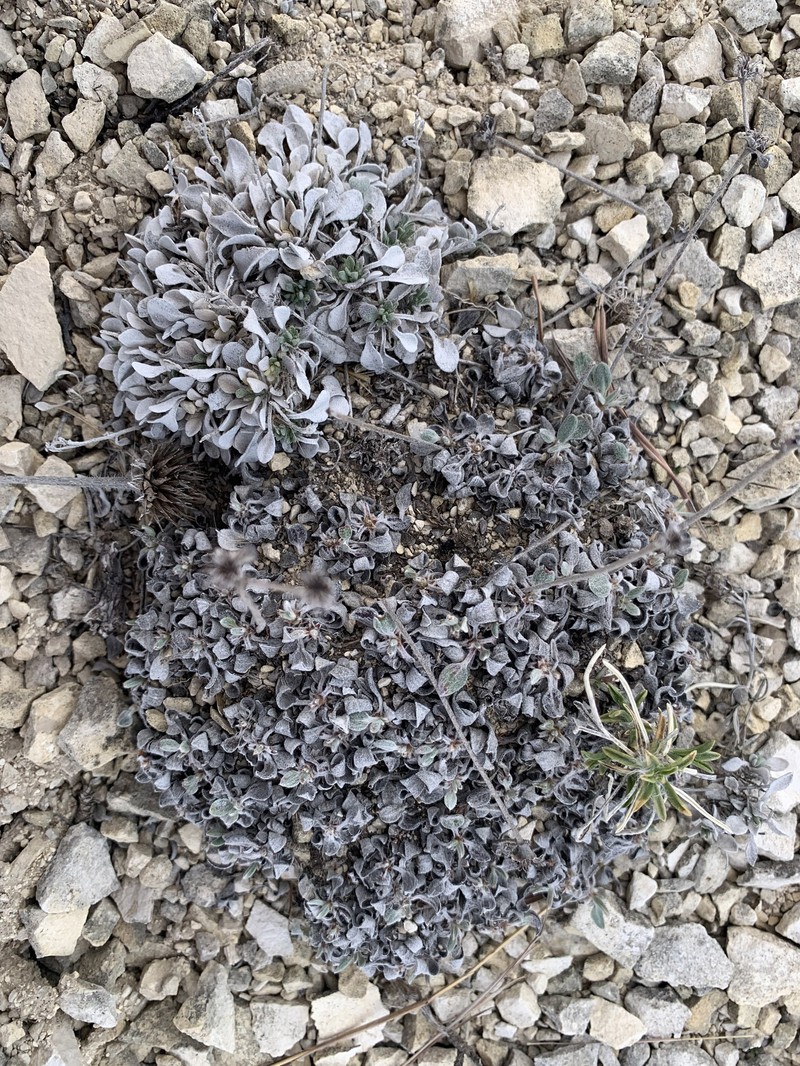 Eriogonum jamesii var. simplex photo 2