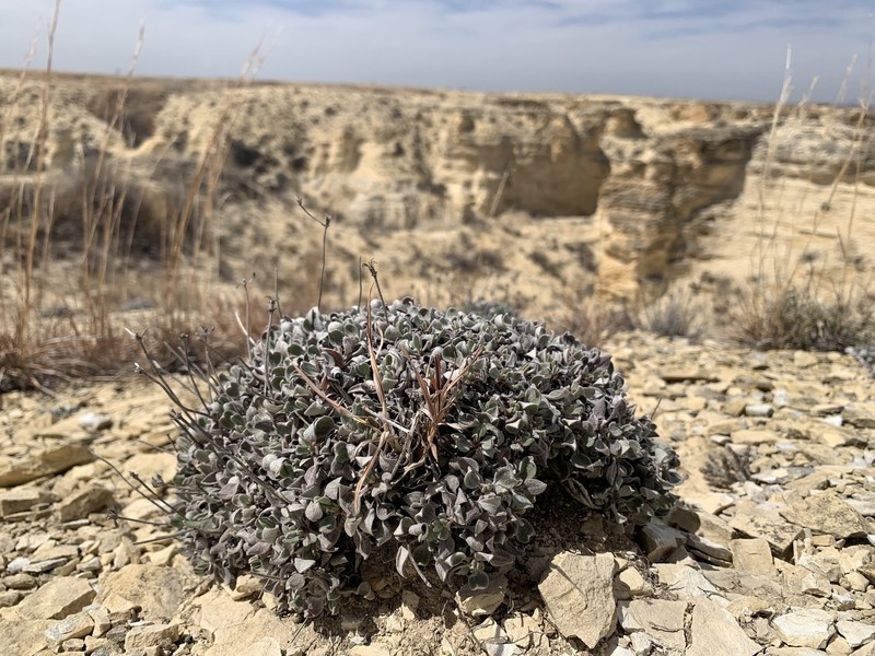 Eriogonum jamesii var. simplex photo 3