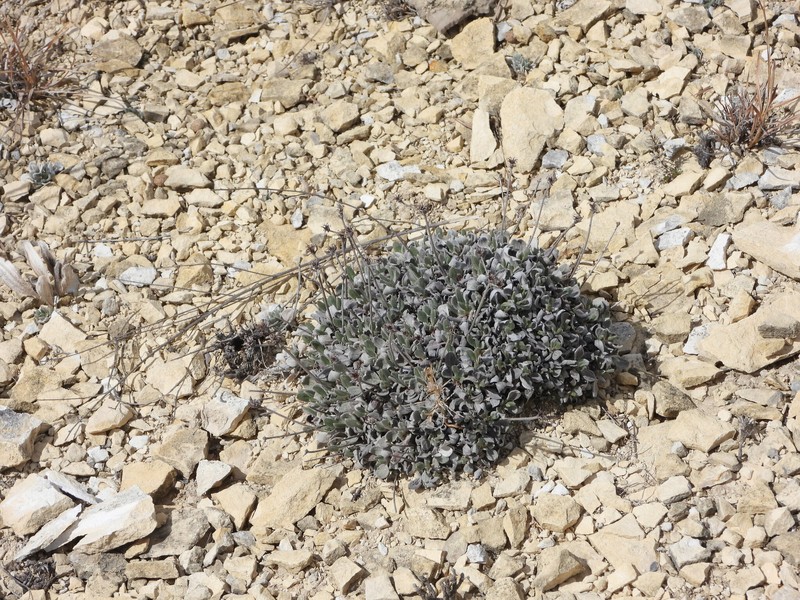 Eriogonum jamesii var. simplex photo 4