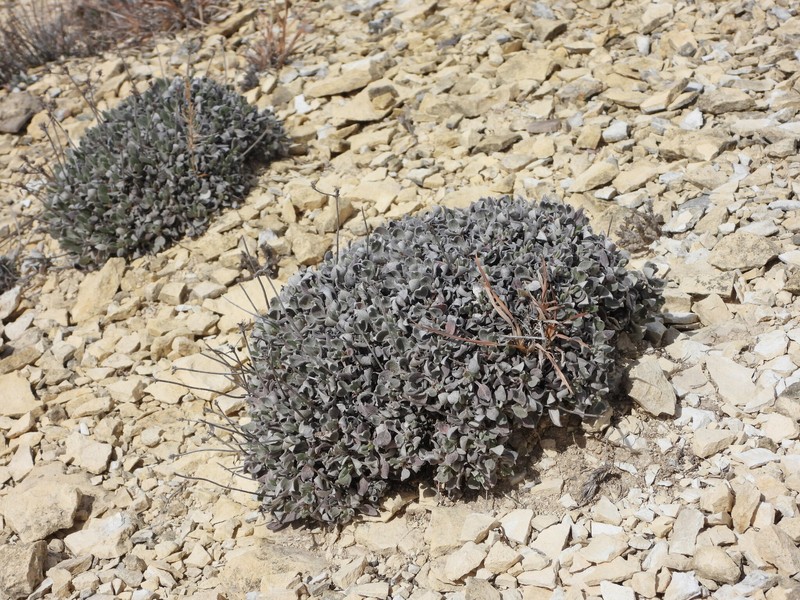 Eriogonum jamesii var. simplex photo 5