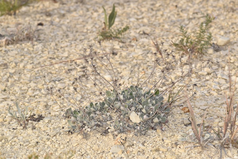Eriogonum jamesii var. simplex photo 6