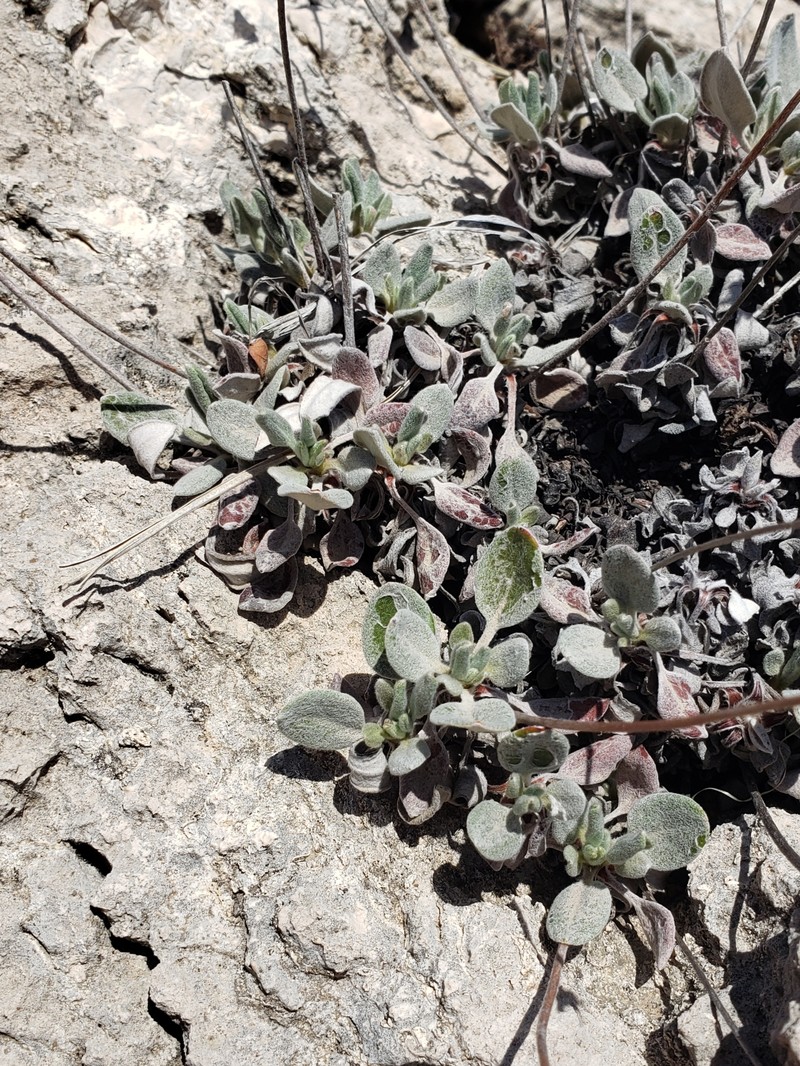 Eriogonum jamesii var. simplex photo 7