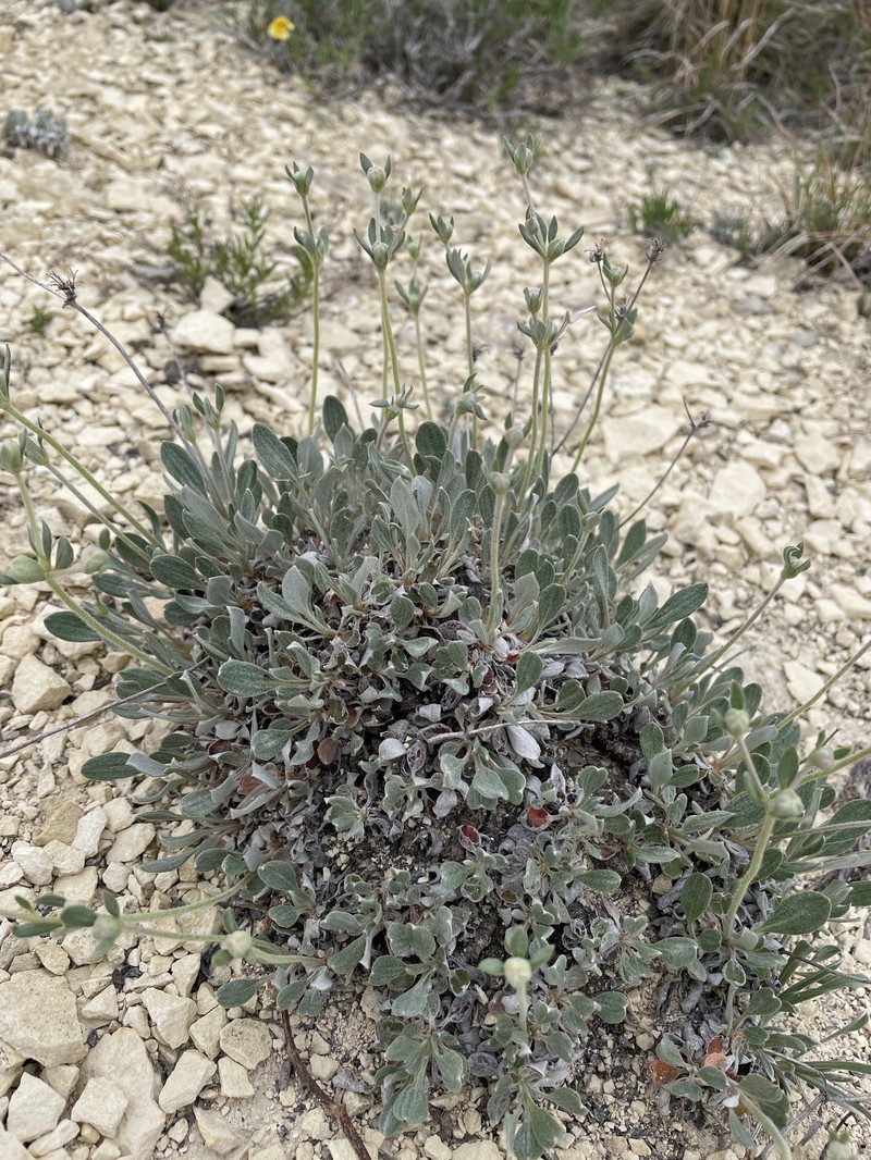 Eriogonum jamesii var. simplex photo 8
