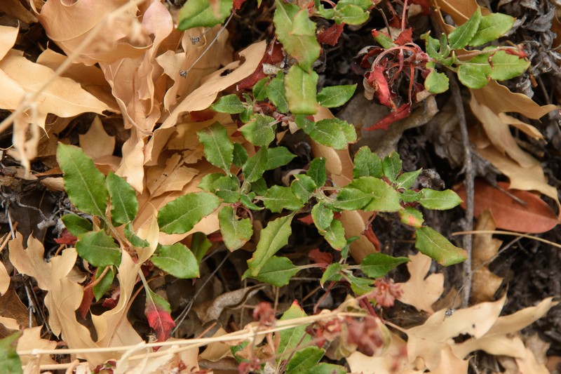 Eriogonum jamesii var. undulatum