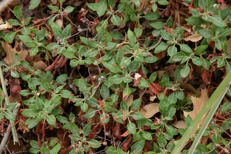 Eriogonum jamesii var. undulatum photo 2