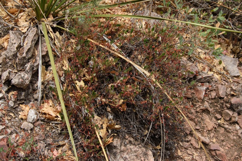 Eriogonum jamesii var. undulatum photo 3