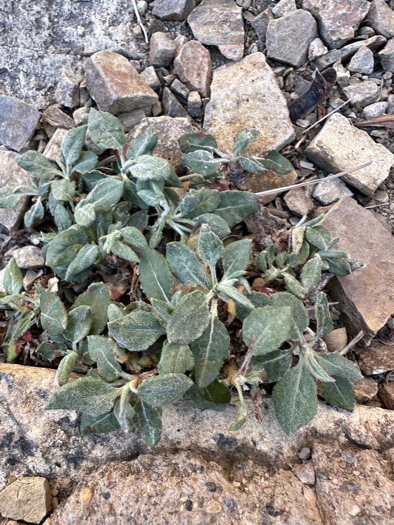 Eriogonum jamesii var. undulatum photo 4