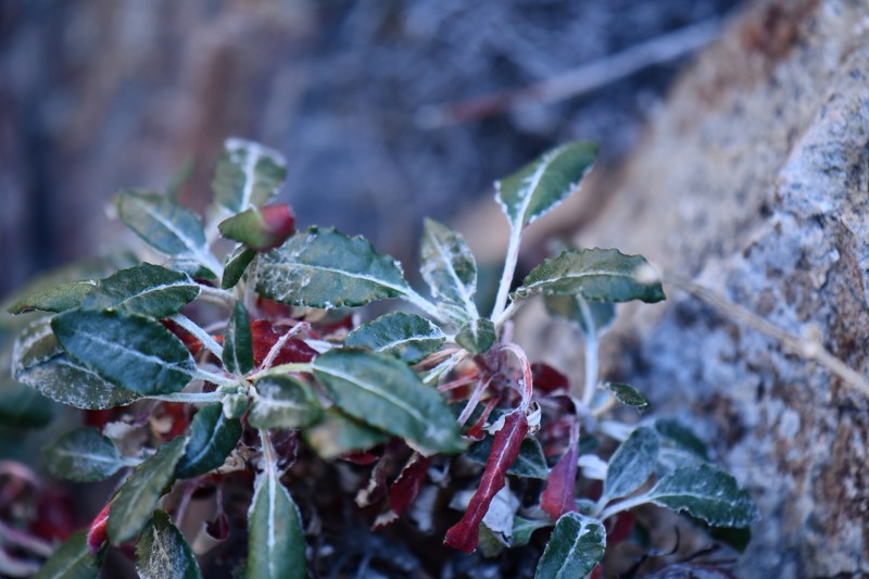Eriogonum jamesii var. undulatum photo 5