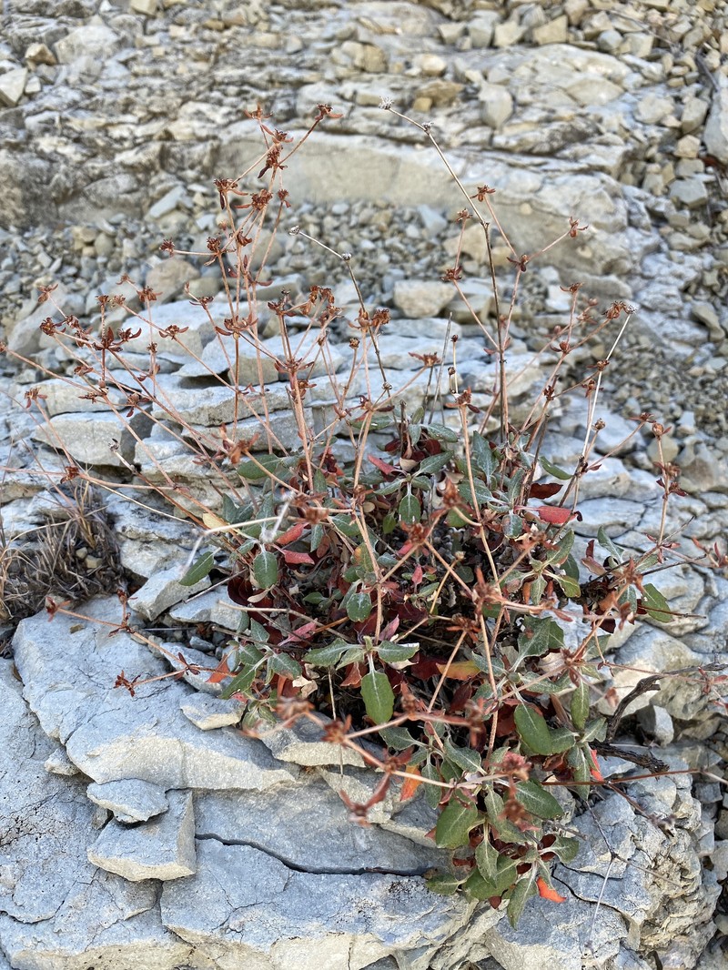 Eriogonum jamesii var. undulatum photo 6