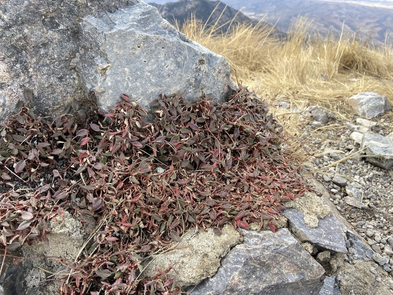 Eriogonum jamesii var. undulatum photo 7