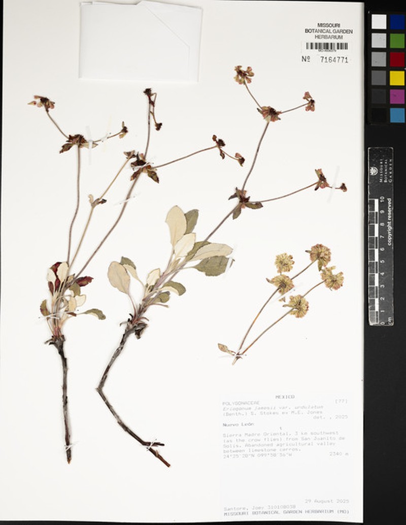 Eriogonum jamesii var. undulatum photo 8