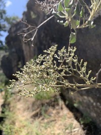 Jones' Buckwheat