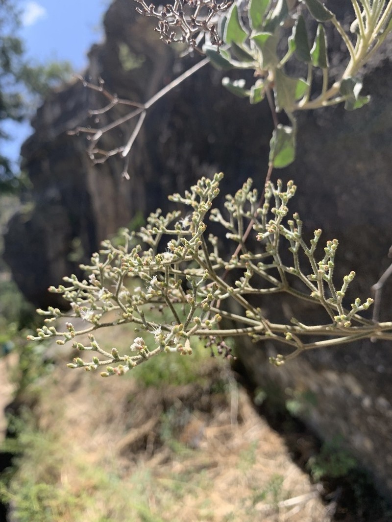 Jones' Buckwheat