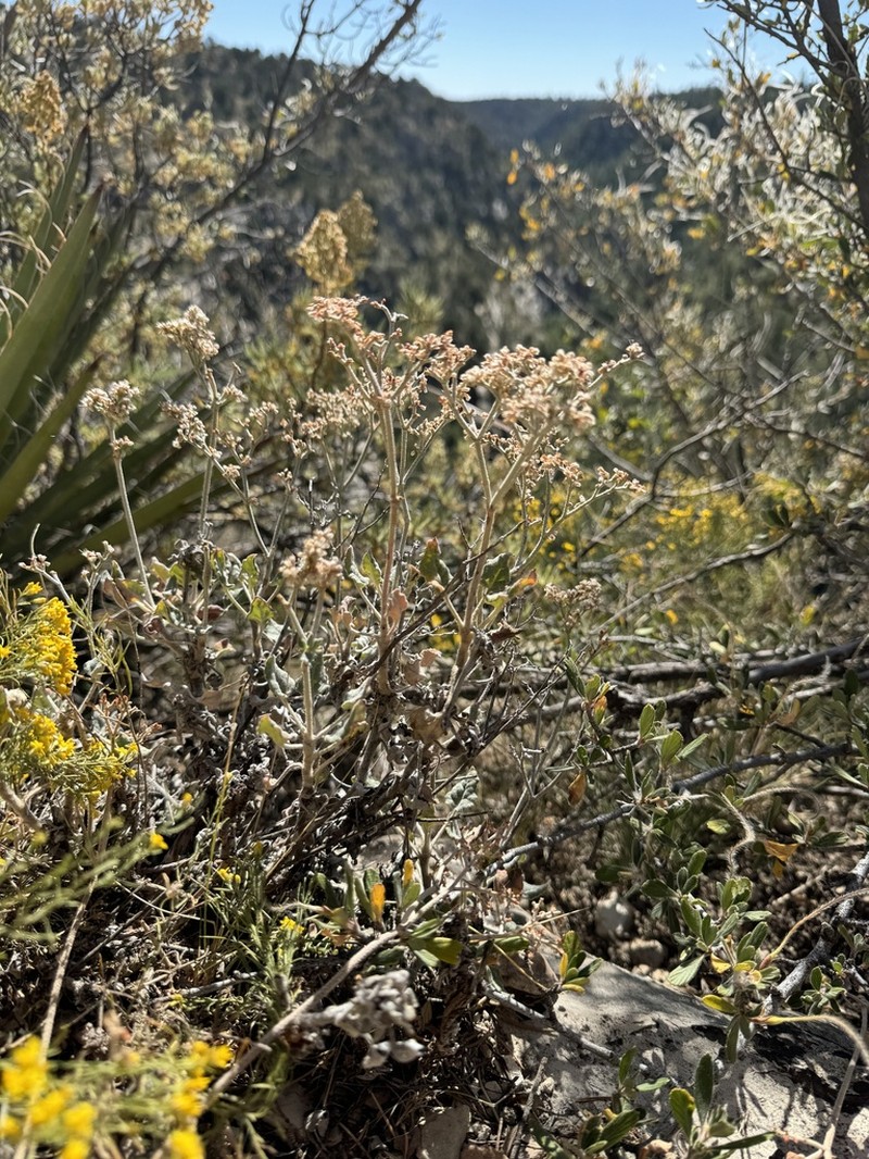 Jones' Buckwheat photo 2