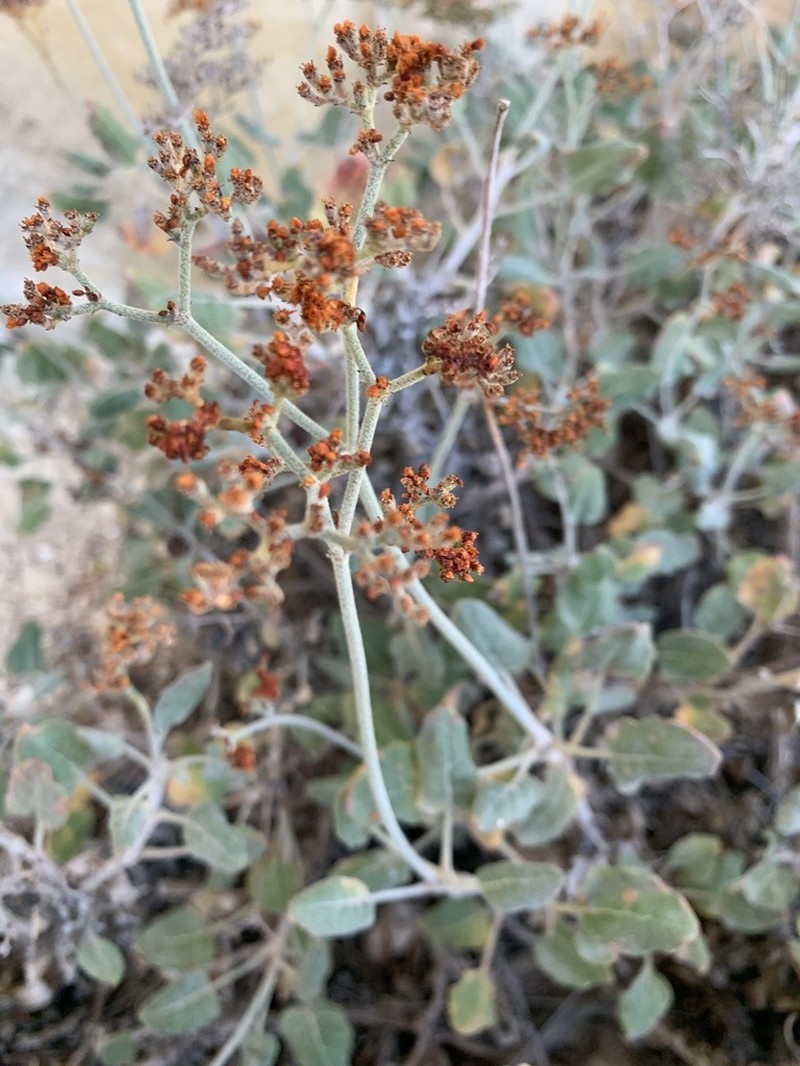 Jones' Buckwheat photo 3