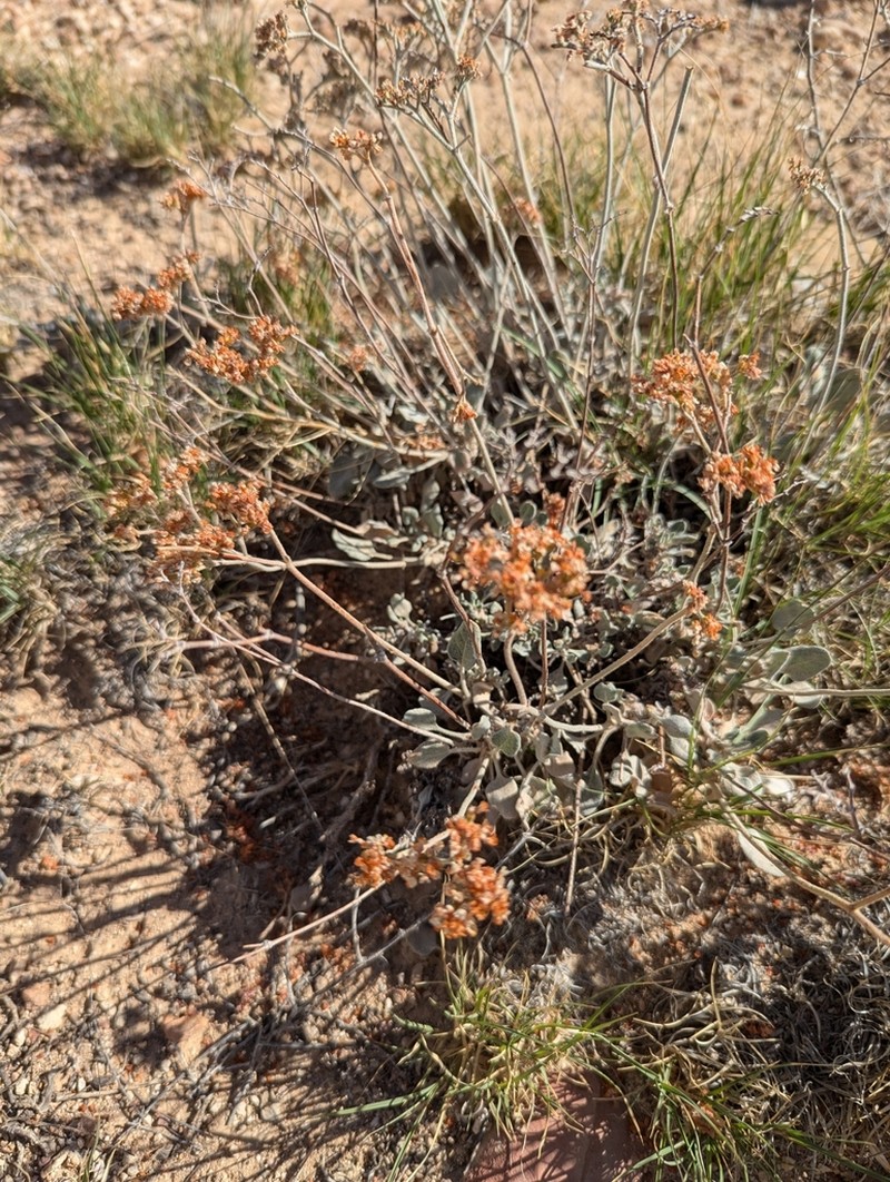 Jones' Buckwheat photo 4