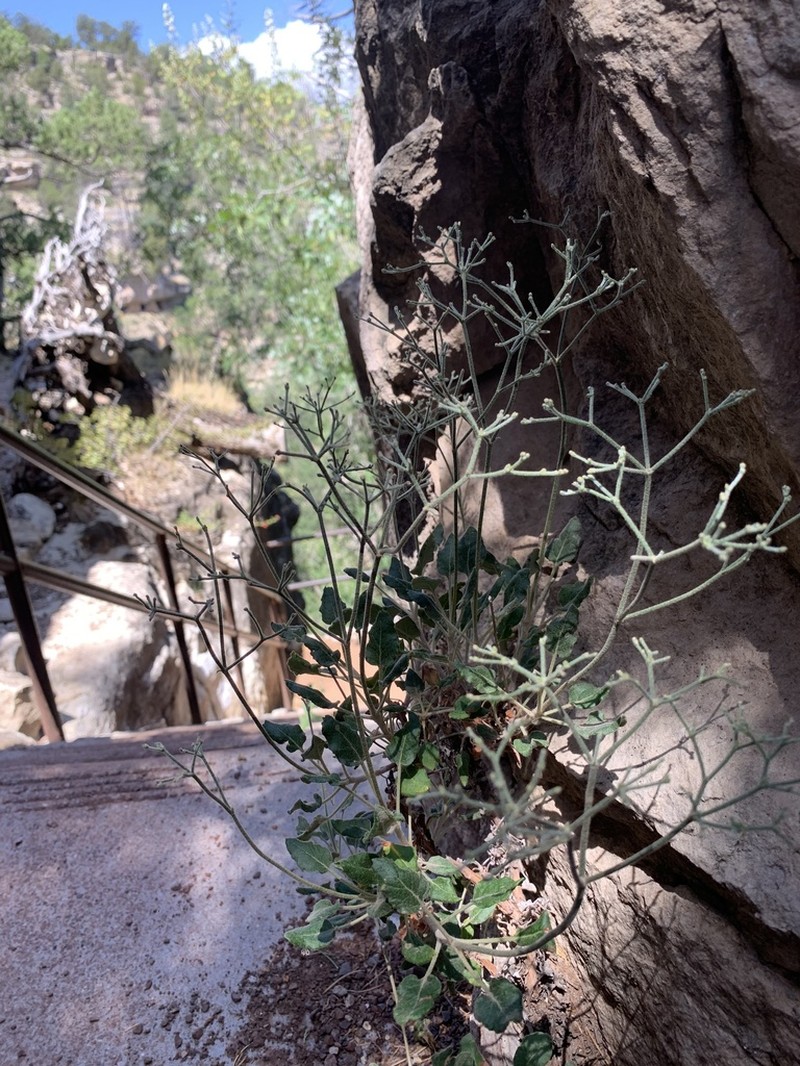 Jones' Buckwheat photo 5