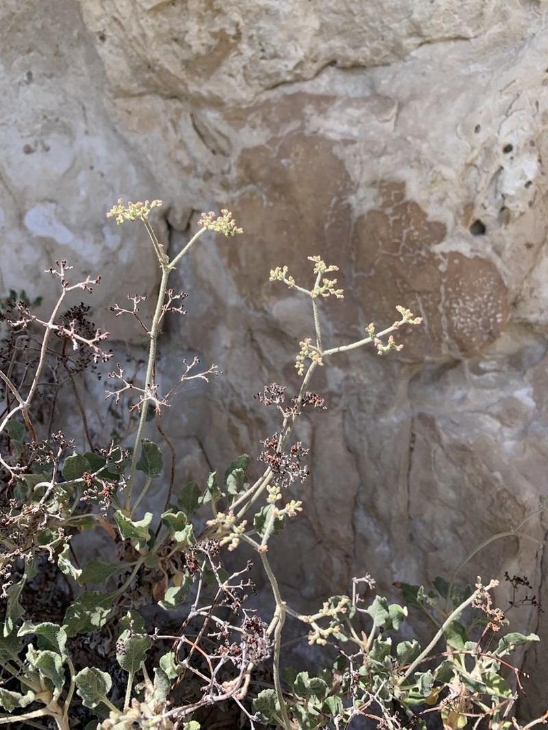 Jones' Buckwheat photo 6