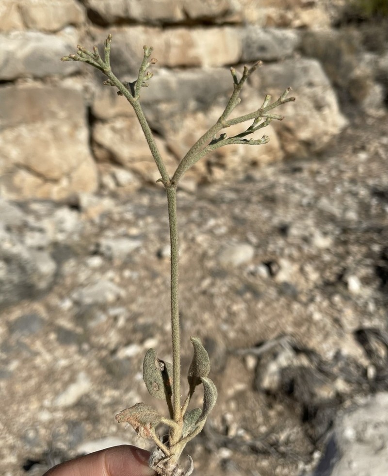Jones' Buckwheat photo 7