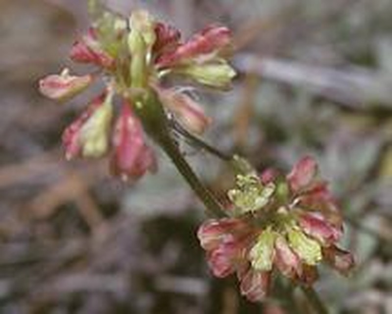 Red Mountain Buckwheat