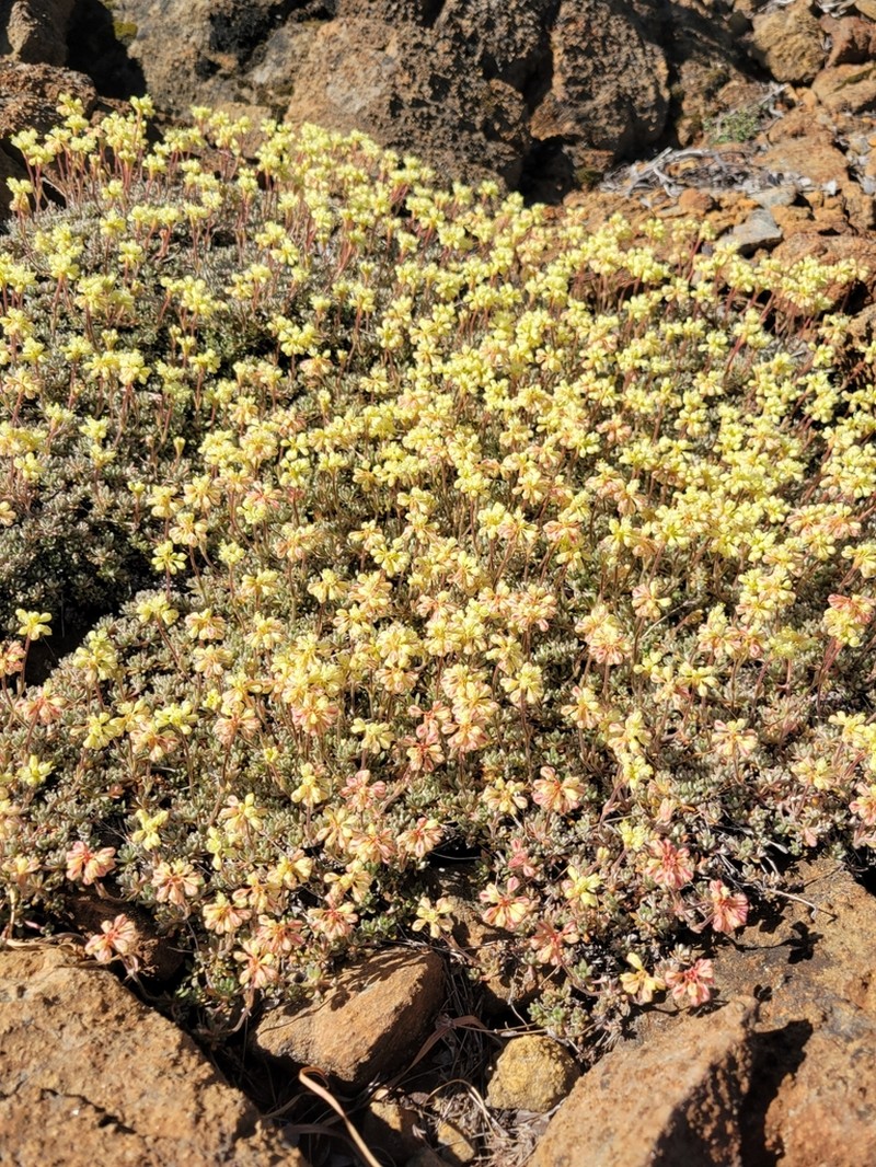 Red Mountain Buckwheat