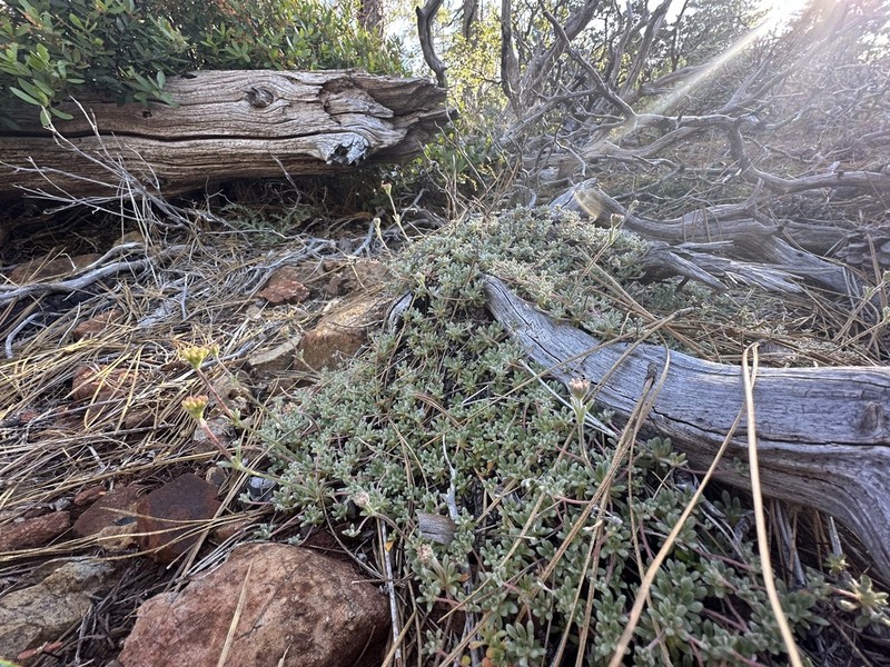 Red Mountain Buckwheat photo 2