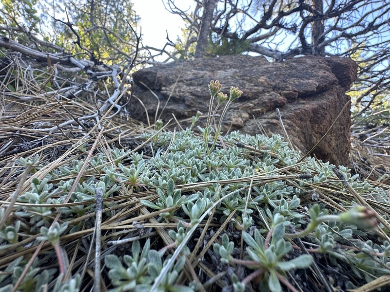 Red Mountain Buckwheat photo 3