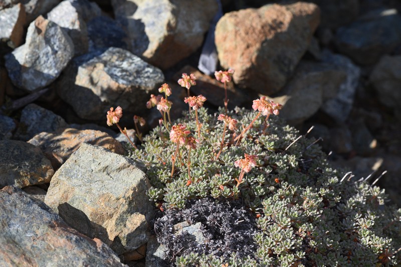 Red Mountain Buckwheat photo 4