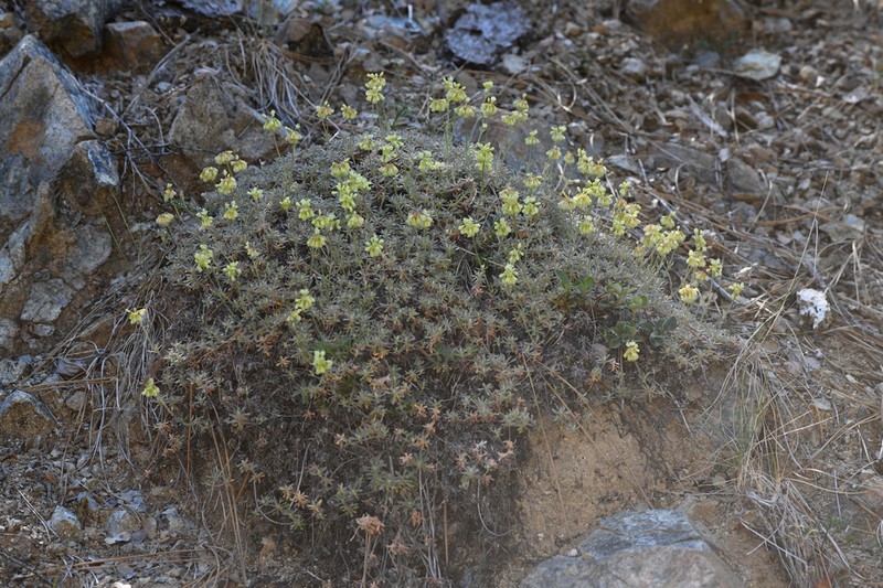 Red Mountain Buckwheat photo 5