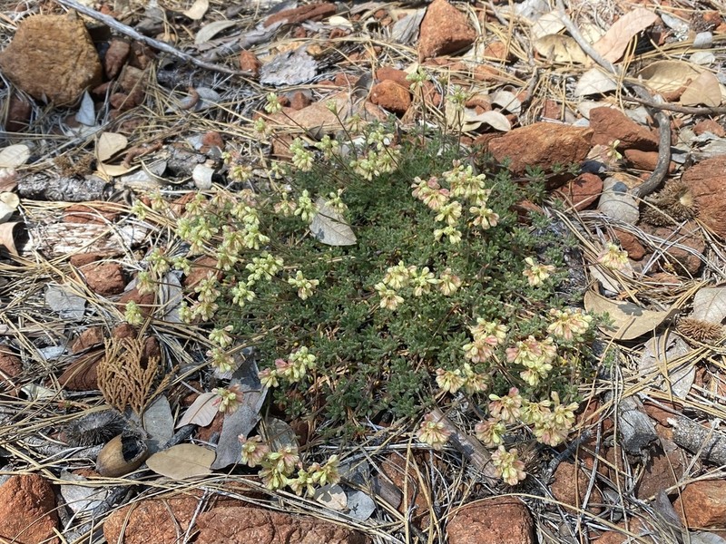 Red Mountain Buckwheat photo 6