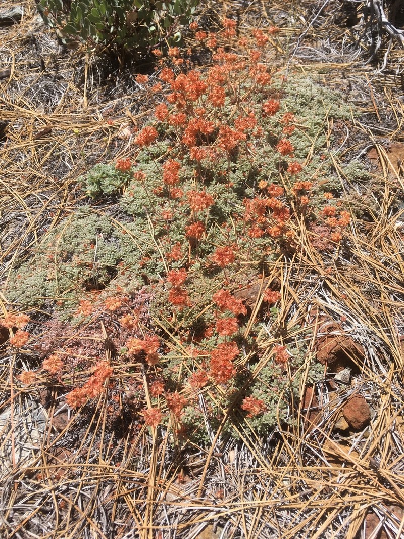 Red Mountain Buckwheat photo 7