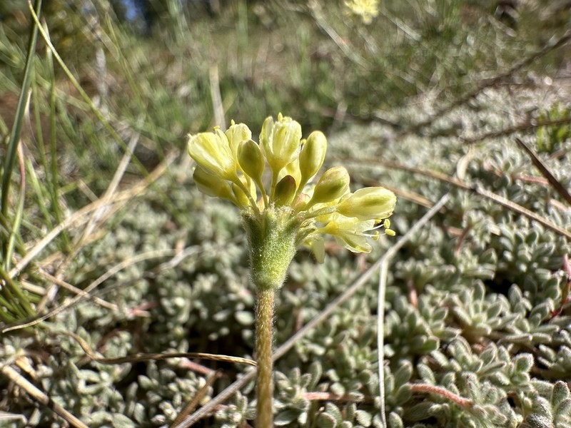 Red Mountain Buckwheat photo 8
