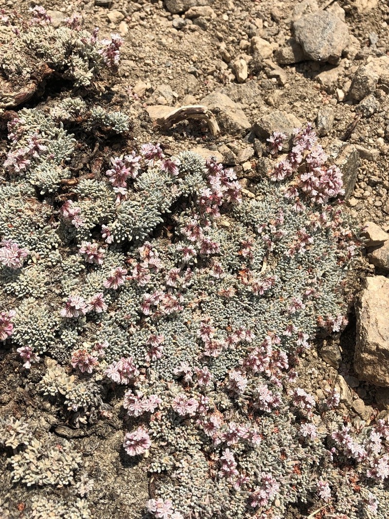 Kennedy's Buckwheat photo 2