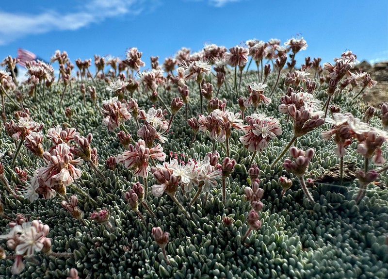 Kennedy's Buckwheat photo 3