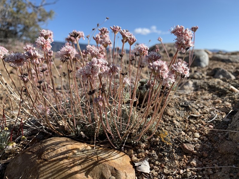 Kennedy's Buckwheat photo 4