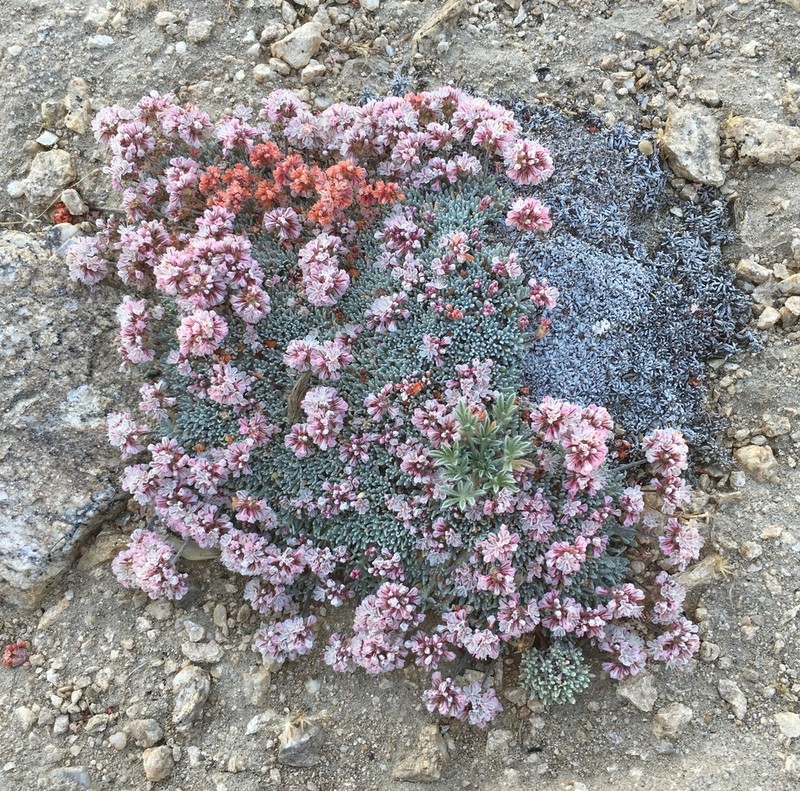 Kennedy's Buckwheat photo 5
