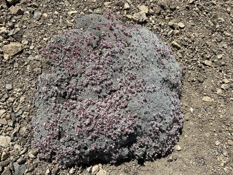 Kennedy's Buckwheat photo 6