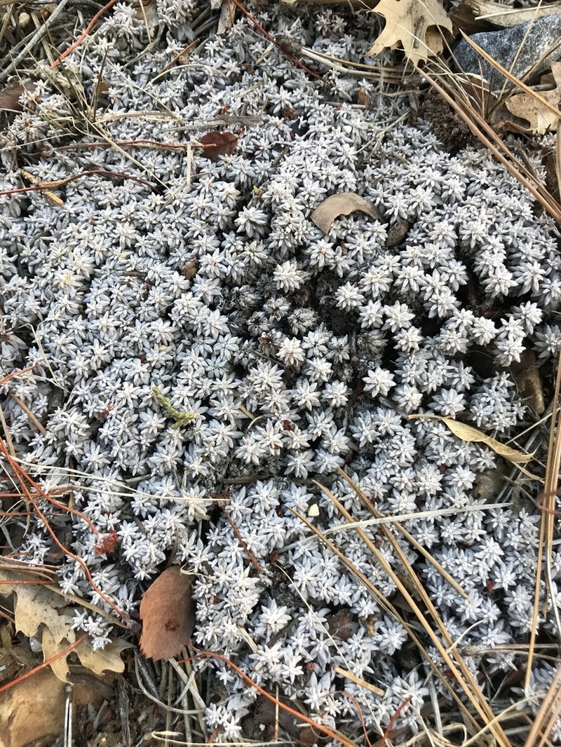 Kennedy's Buckwheat photo 7