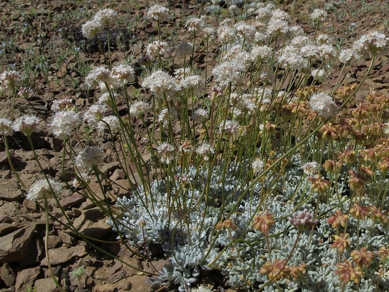 Kennedy's Buckwheat photo 8