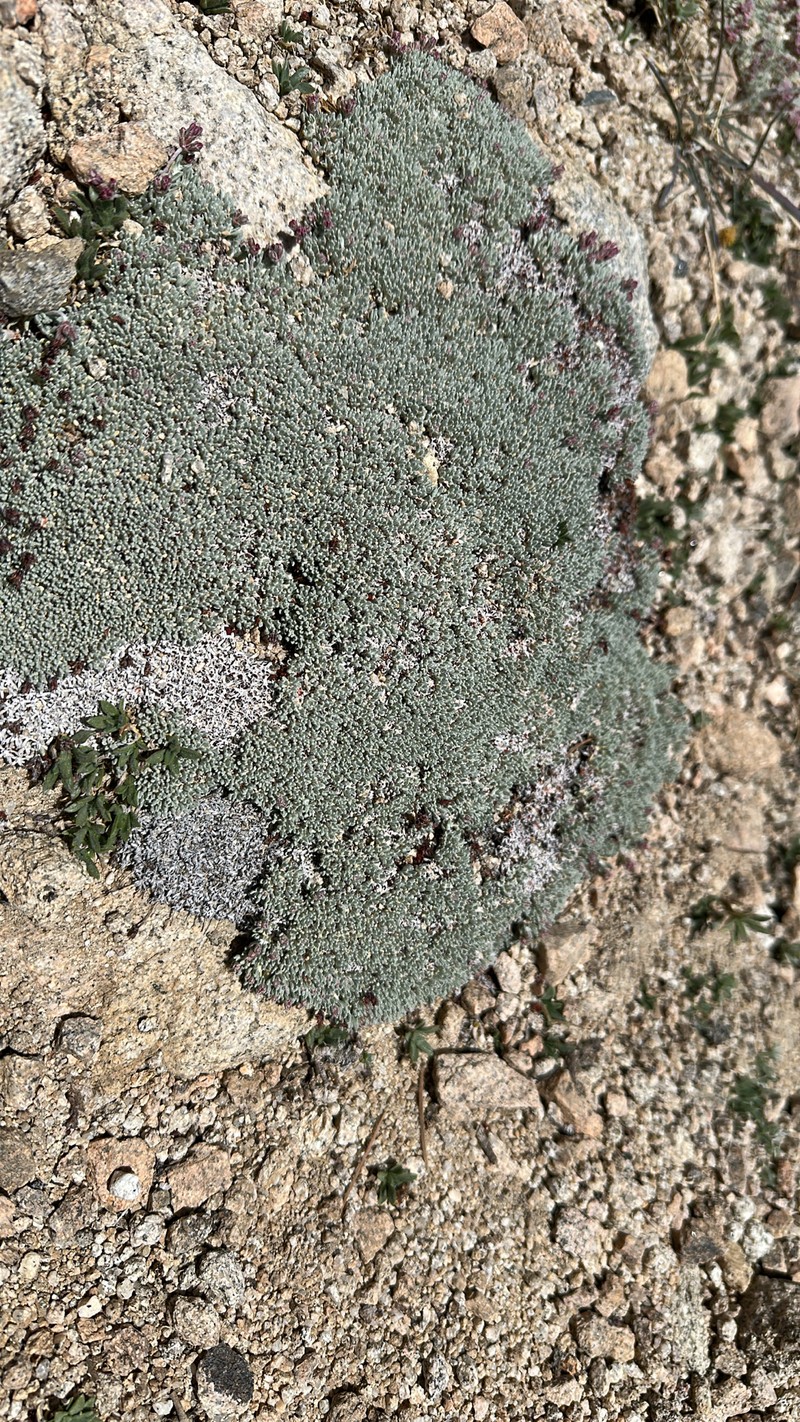 Eriogonum kennedyi var. alpigenum